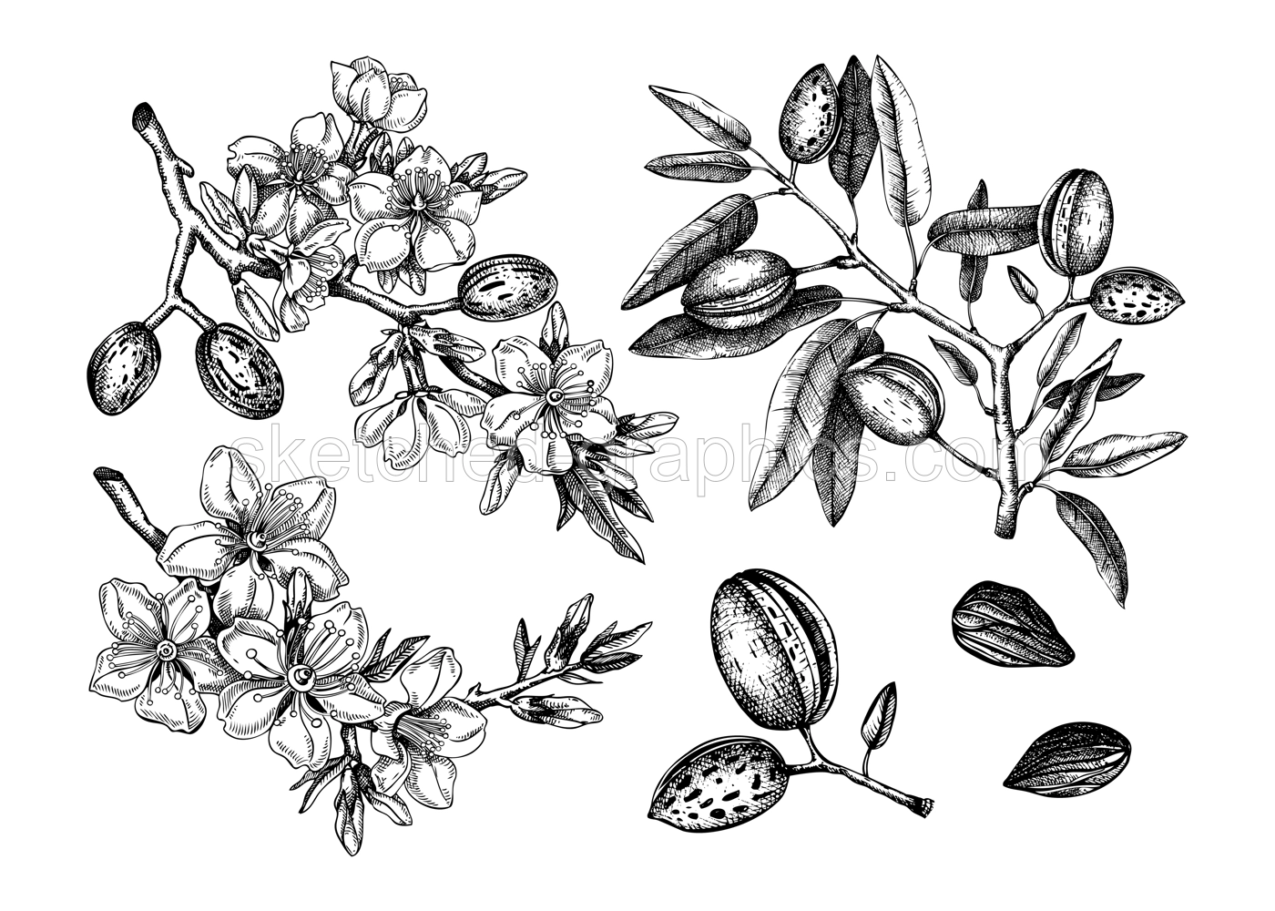 Almond vector set. Botanical spring illustrations. Hand-drawn healthy food drawings. Nut trees sketches collection. Vintage design with blooming branches, flowers, nuts, leaves. Illustration